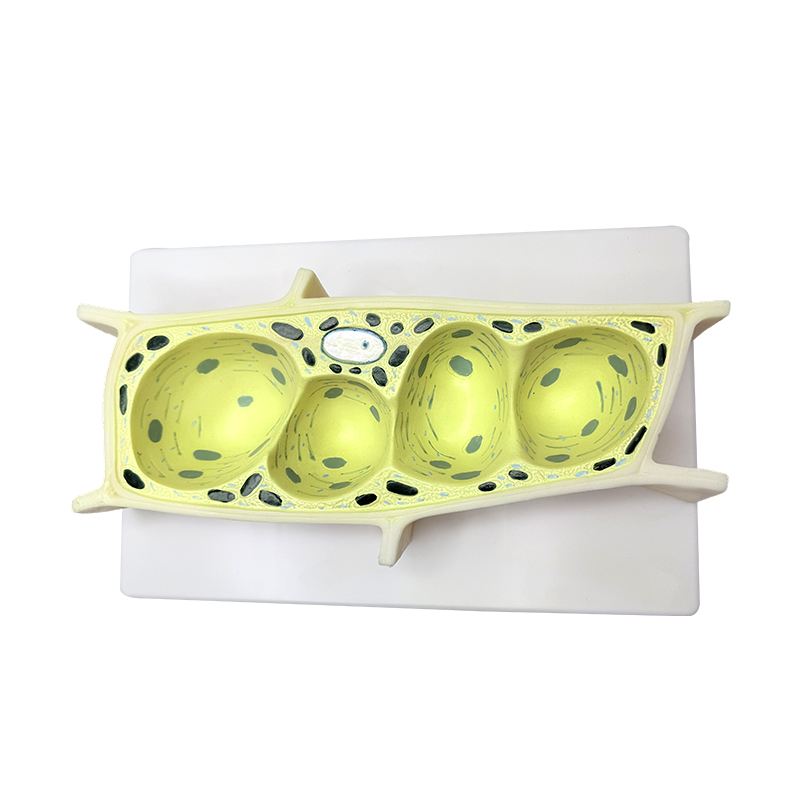 Plant cell model for biology education