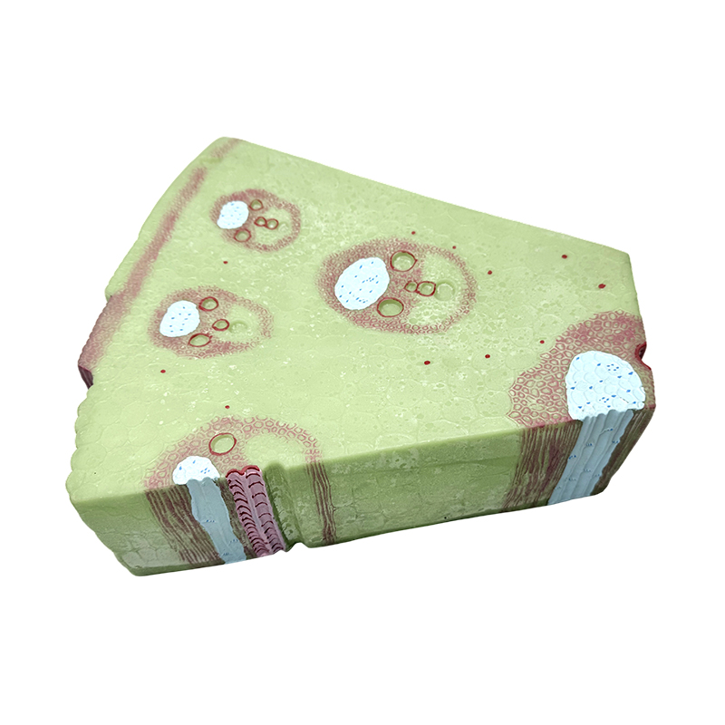 Monocotyledon plant stem model biology middle school use teaching model monocot stem plant cell model