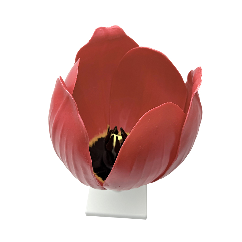 School teaching yujin fragrant flower model