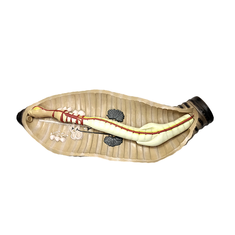 Middle and high school biology teaching instrument earthworm anatomical model