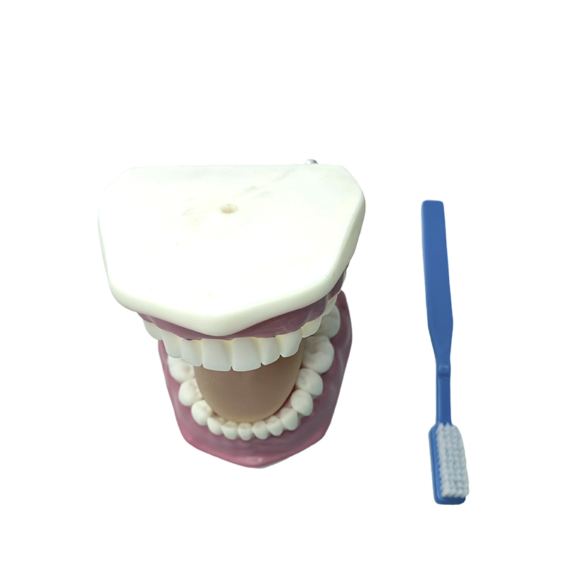 Tooth model used for demonstrating children's use of toothbrushes for brushing teeth