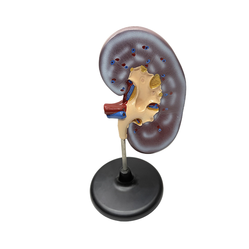 Educational human kidney anatomical model