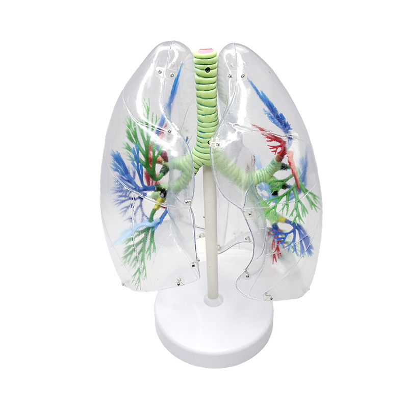 Human lung model enlarged human segmental anatomical lung model respiratory human organs transparent anatomical models