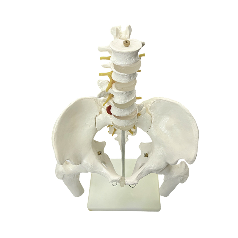Medical teaching of human pelvic bone anatomy model