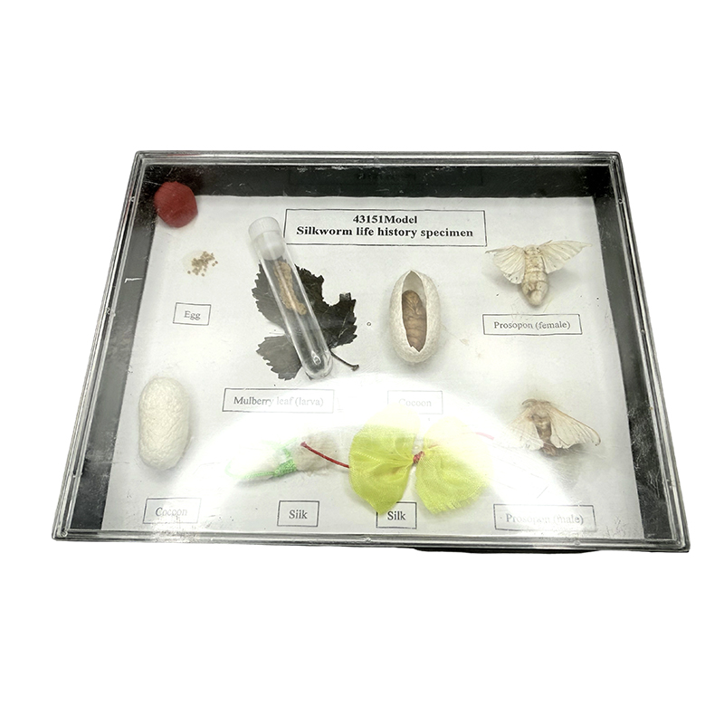 Silkworm specimens