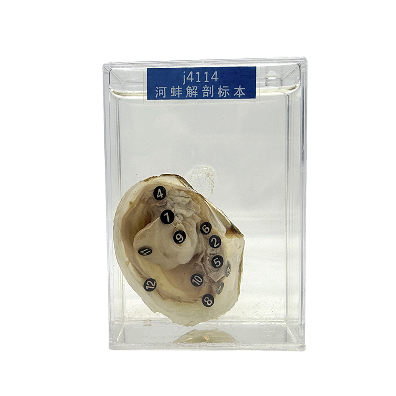 Transparent animal specimens, marine shellfish specimens, and mussel specimens