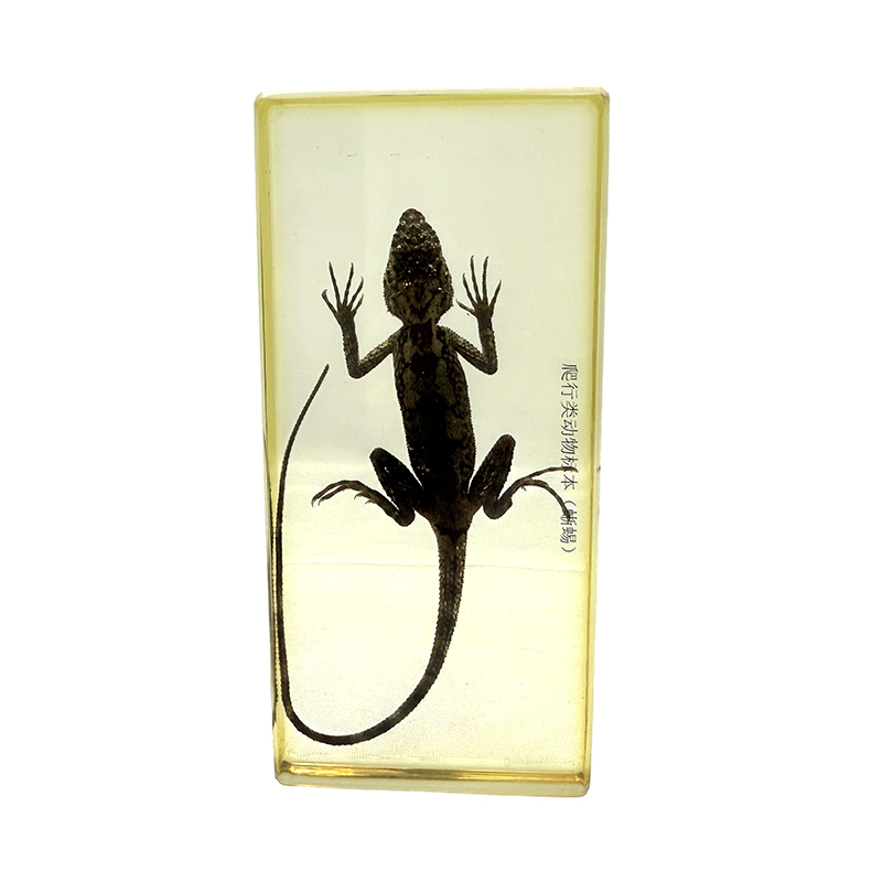 Educational specimen of lizard