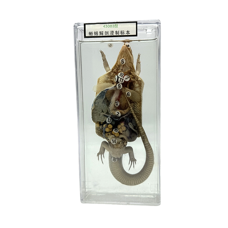 Animal anatomy specimens displayed in school teaching, lizard anatomy specimens