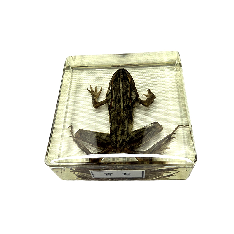 The application of toad specimens in education and teaching