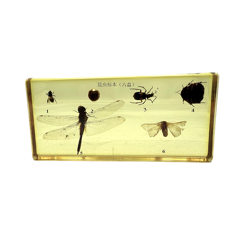 Insect specimens (beneficial insects) used for school education